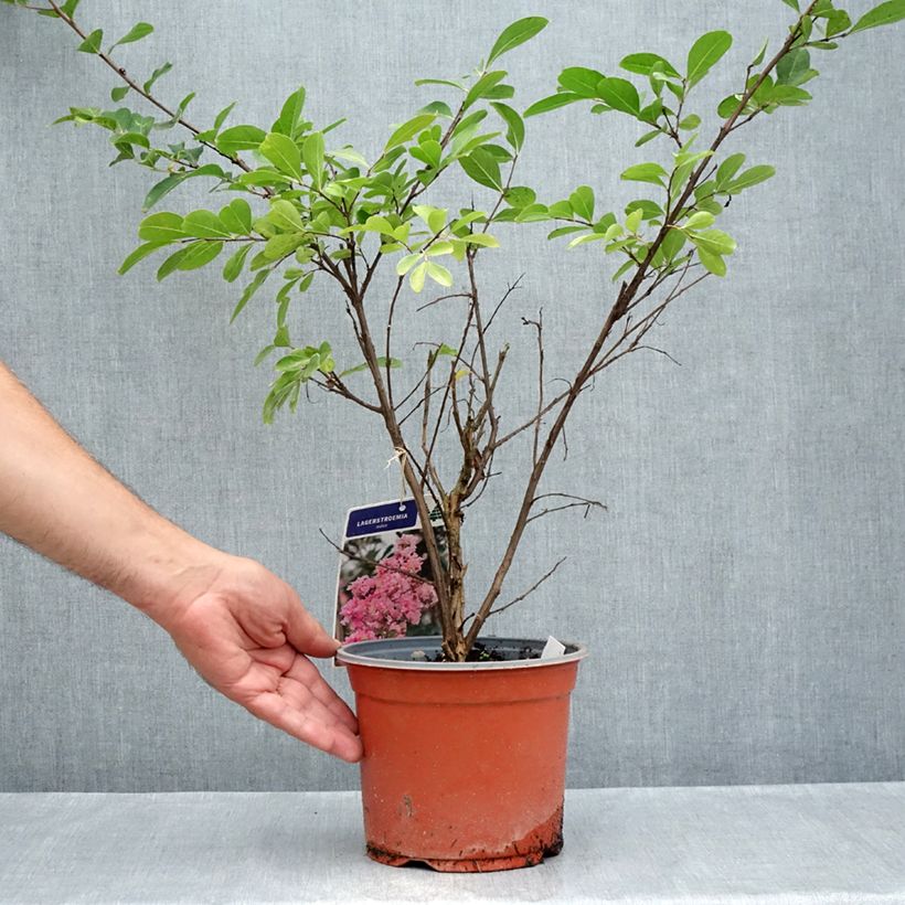 Spécimen de Lagerstroemia indica Pink Grand Sud - Lilas des Indes Pot de 3L/4L, Touffe tel que livré en été