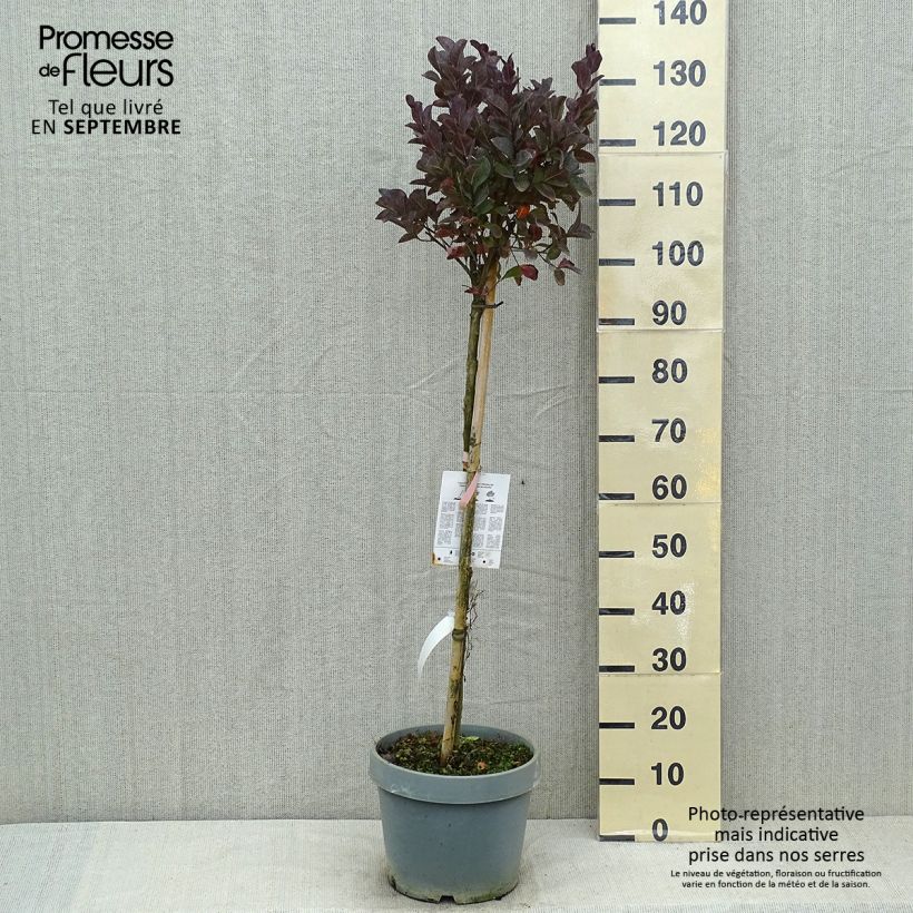 Spécimen de Lagerstroemia indica Pink Velours - Lilas des Indes Pot de 7,5L/10L, Demi-Tige tel que livré en été