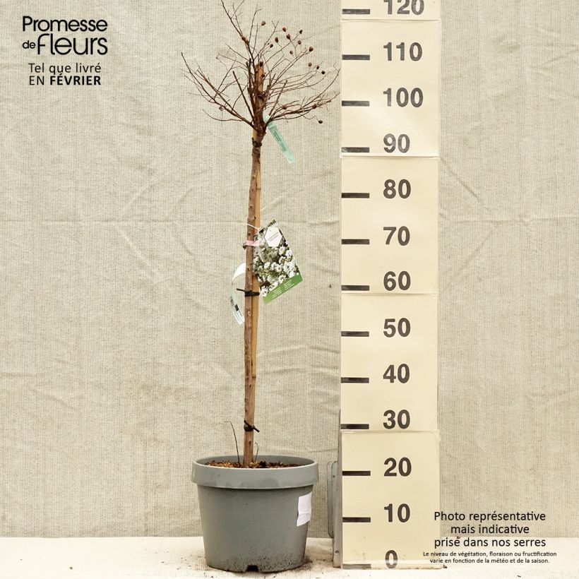 Spécimen de Lagerstroemia indica Pixie White - Lilas des Indes  Pot de 7,5L/10L, Demi-tigeHauteur livrée env. 125/150cm tel que livré en hiver