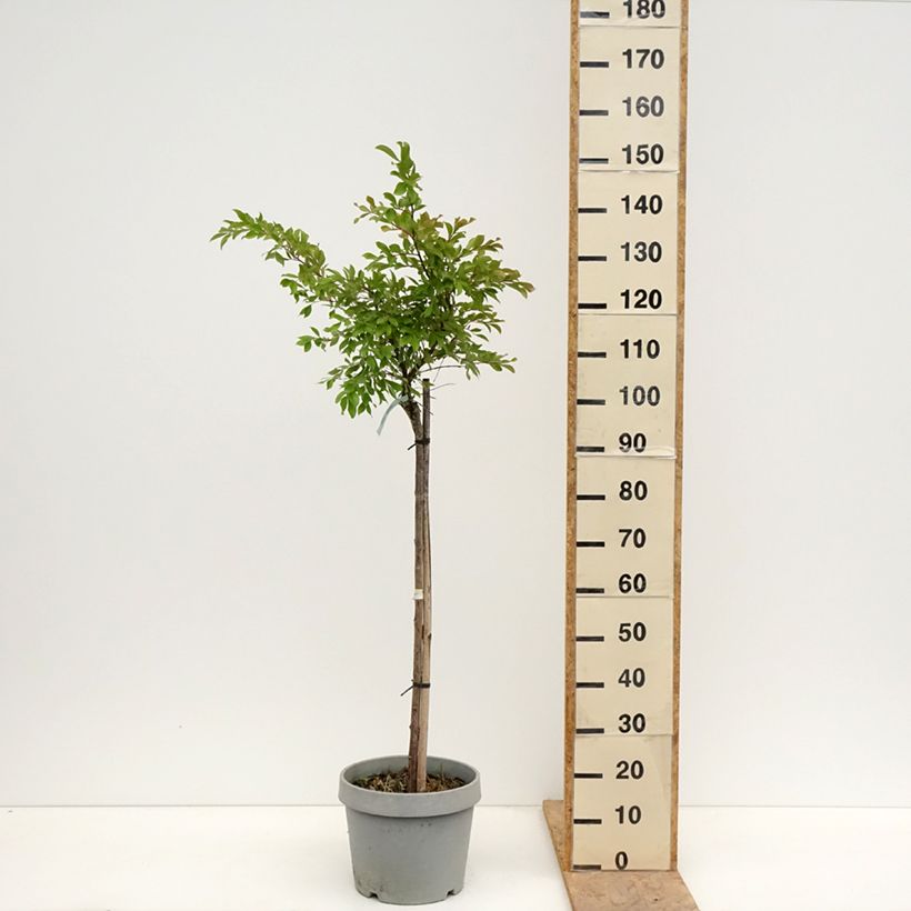 Spécimen de Lagerstroemia indica Pixie White - Lilas des Indes  Pot de 7,5L/10L, Demi-tige tel que livré au printemps