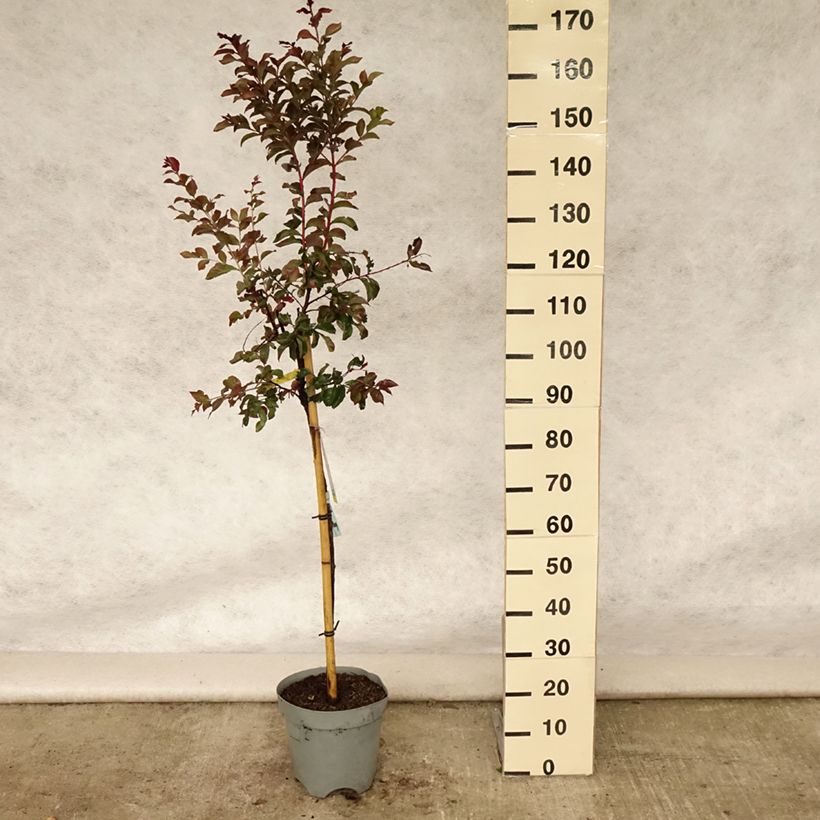 Spécimen de Lagerstroemia indica Rhapsody in PINK - Lilas des Indes Pot de 7,5L/10L, Tige tel que livré en été