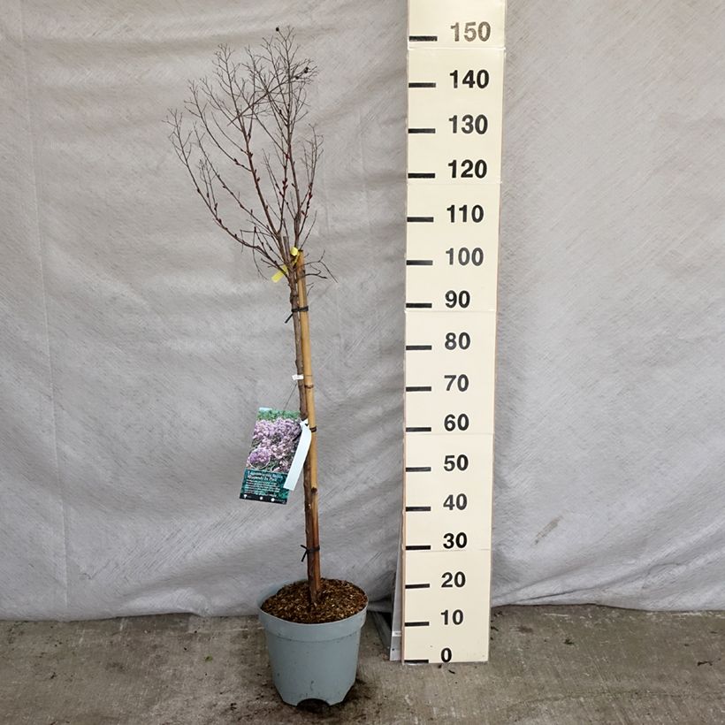 Spécimen de Lagerstroemia indica Rhapsody in PINK - Lilas des Indes Pot de 7,5L/10L, TigeHauteur livrée env. 100/+cm tel que livré au printemps