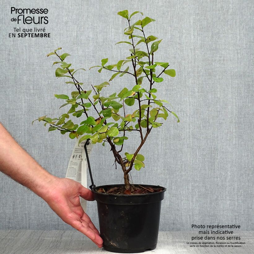 Spécimen de Lagerstroemia indica Rose Fuchsia - Lilas des Indes tel que livré en automne