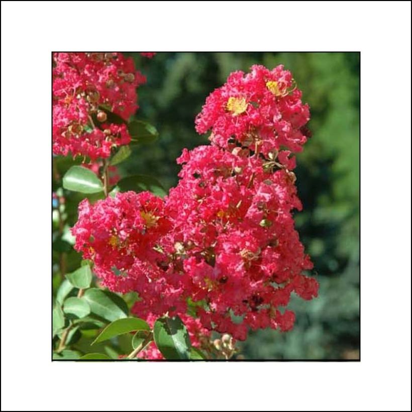 Lagerstroemia indica Rubra - Lilas des Indes (Floraison)