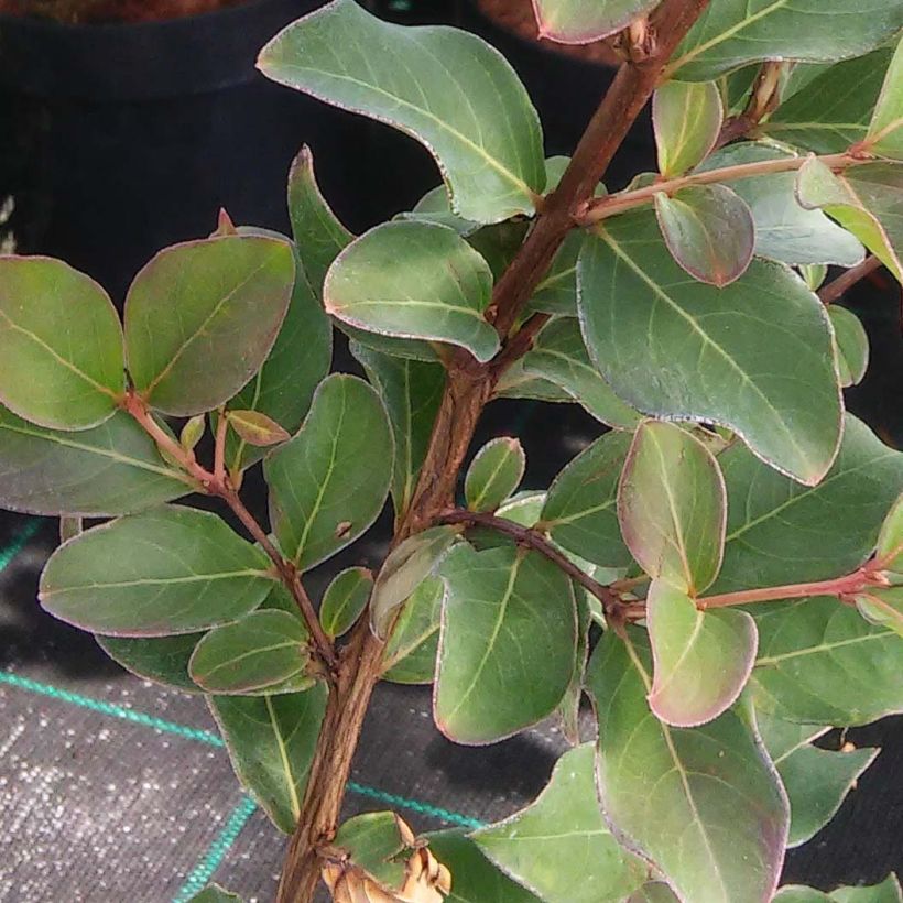 Lagerstroemia indica Summer Beauty Centennial - Lilas des Indes (Feuillage)