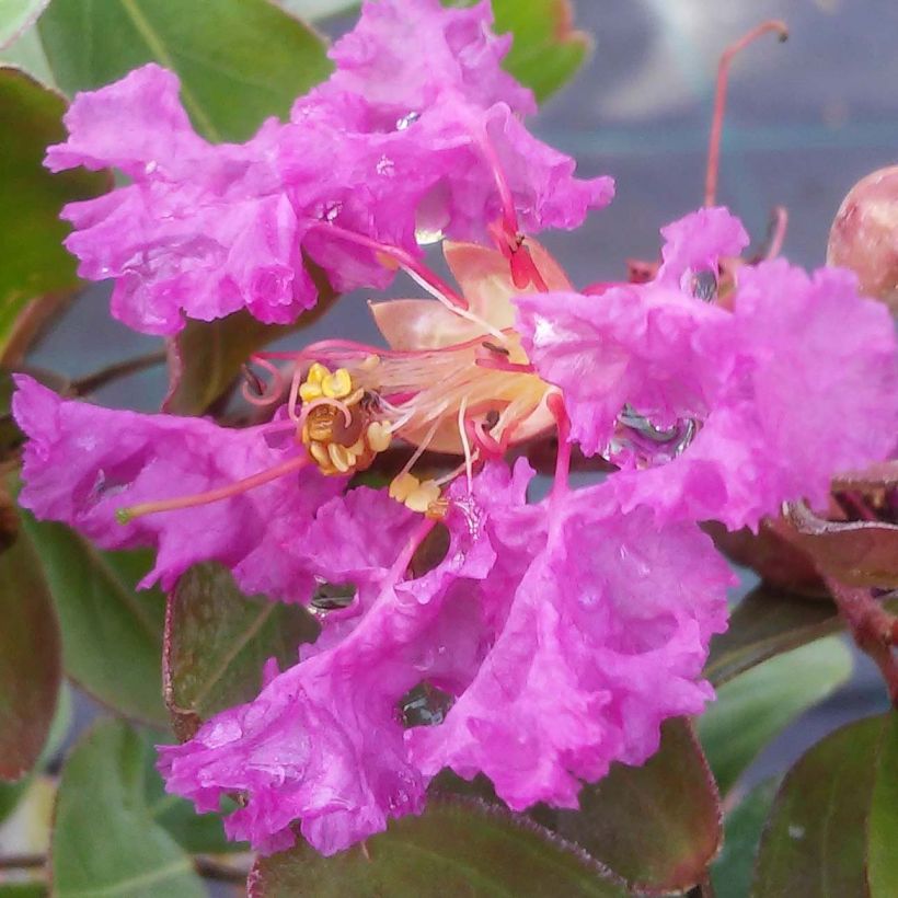 Lagerstroemia indica Summer Beauty Centennial - Lilas des Indes (Floraison)