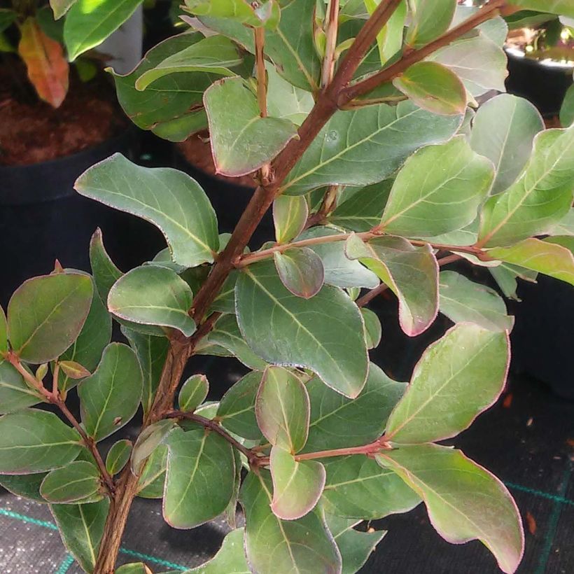 Lagerstroemia indica Summer Beauty Hope - Lilas des Indes (Feuillage)