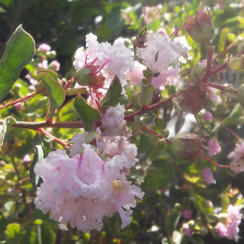 Lagerstroemia indica Summer Beauty Hope - Lilas des Indes (Floraison)