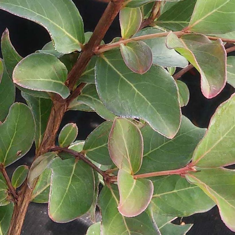 Lagerstroemia indica Summer Beauty Ozark Spring - Lilas des Indes (Feuillage)