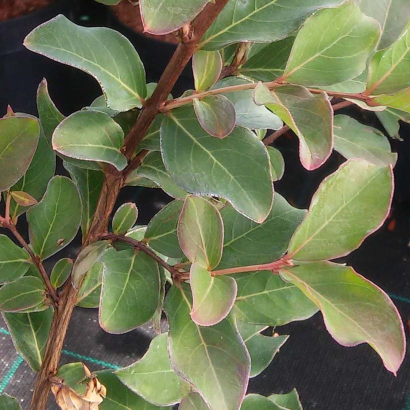 Lagerstroemia indica Summer Beauty Velma's Royal Delight - Lilas des Indes (Feuillage)