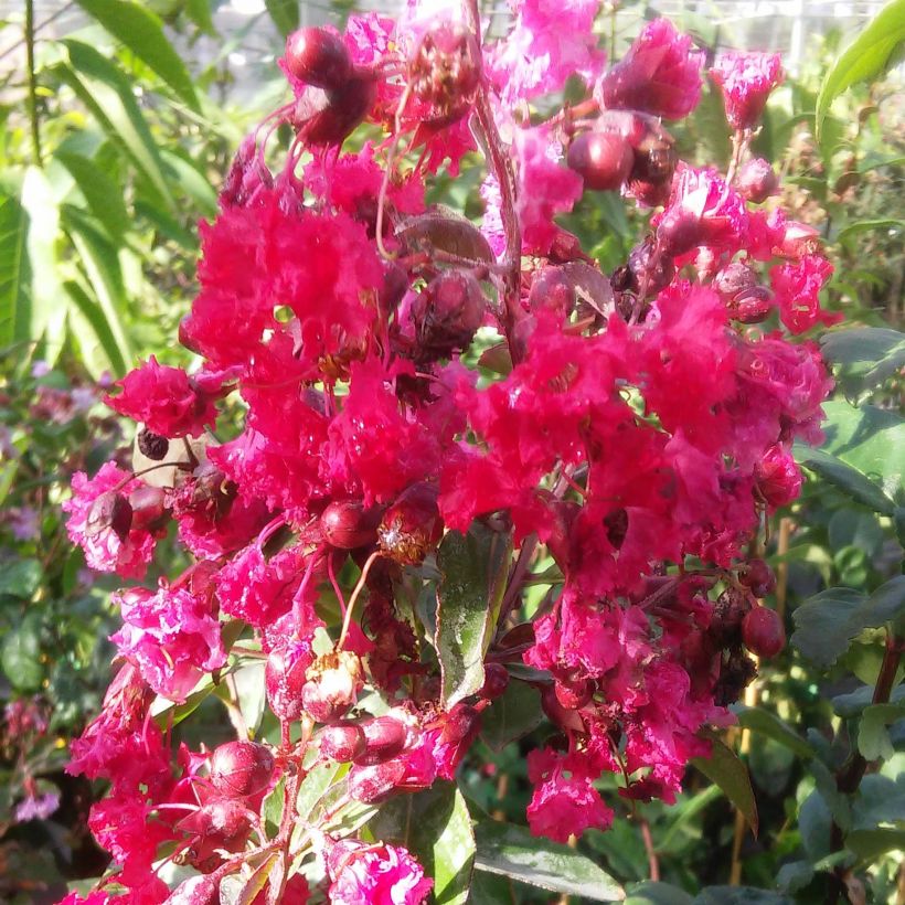 Lagerstroemia indica Summer Beauty Victor - Lilas des Indes (Floraison)