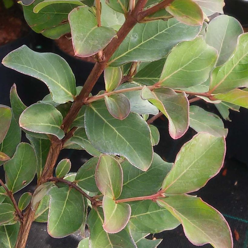 Lagerstroemia indica Summer Charm Acoma - Lilas des Indes (Feuillage)