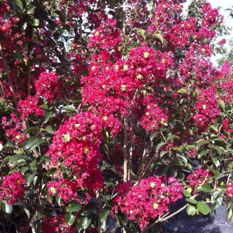 Lagerstroemia indica Summer Charm Arapaho - Lilas des Indes (Floraison)