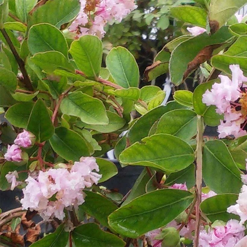 Lagerstroemia indica Summer Charm Hopi - Lilas des Indes (Feuillage)