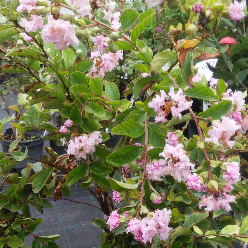 Lagerstroemia indica Summer Charm Hopi - Lilas des Indes (Floraison)