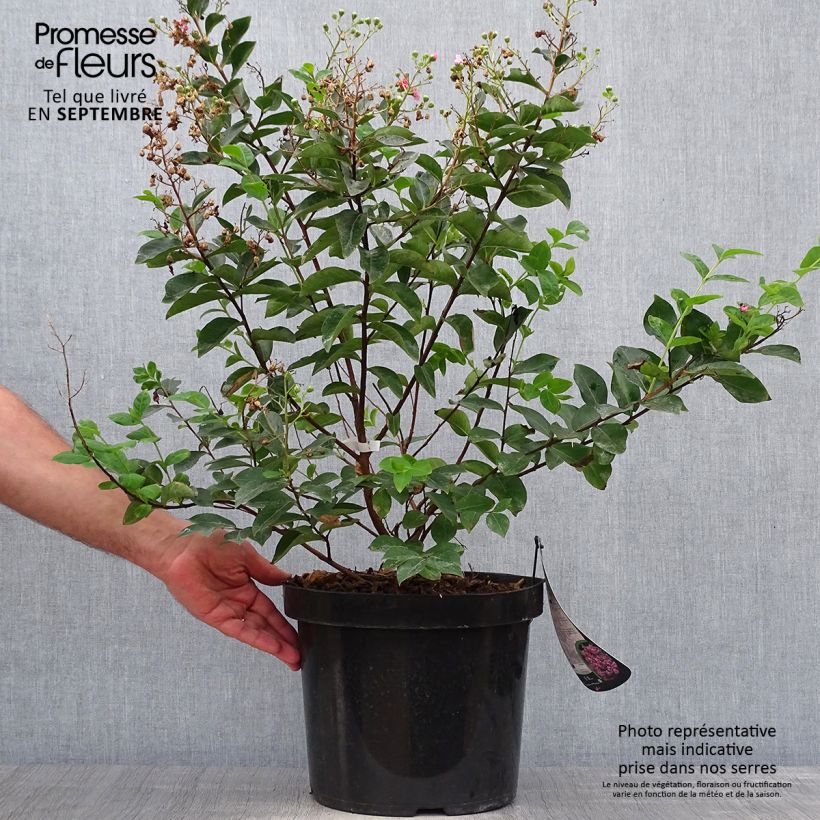 Spécimen de Lagerstroemia indica Summer Charm Hopi - Lilas des Indes Pot de 7,5L/10L tel que livré en automne