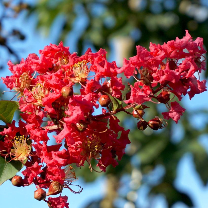 Lagerstroemia indica Summer Charm Tuscarora - Lilas des Indes (Floraison)