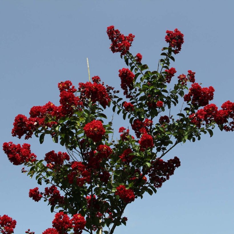 Lagerstroemia indica Summer Charm Tuscarora - Lilas des Indes (Port)