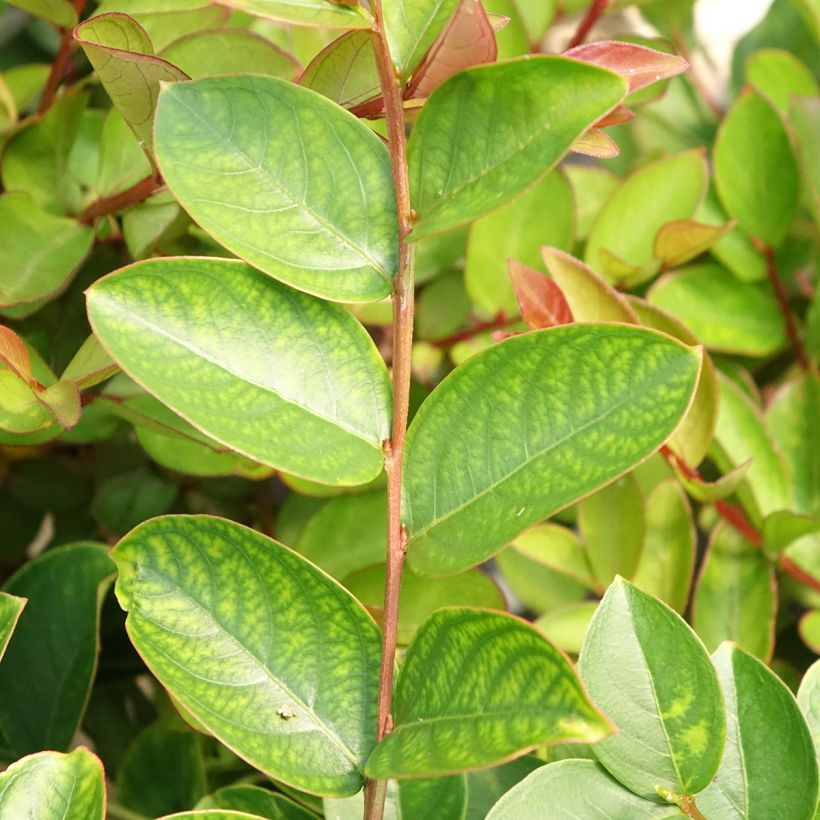 Lagerstroemia indica Terrasse Rose - Lilas des Indes (Feuillage)