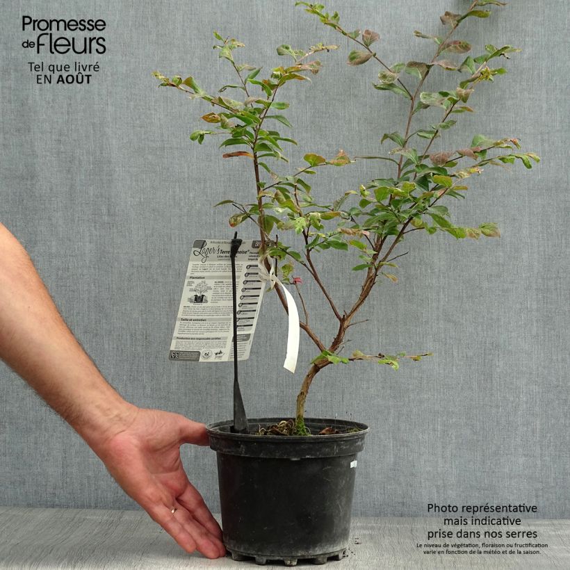 Spécimen de Lagerstroemia indica Terre Chinoise - Lilas des Indes	 Pot de 3L/4L tel que livré en été