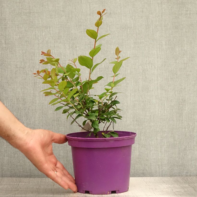 Spécimen de lagerstroemia indica Violet d'Eté indyvio - Lilas des Indes violine Pot de 3L/4L tel que livré en été
