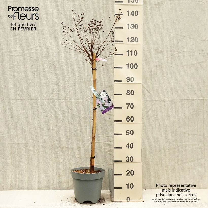 Spécimen de Lilas des Indes 'With Love Babe' Pot de 7,5L/10L, Demi-tige tel que livré en hiver