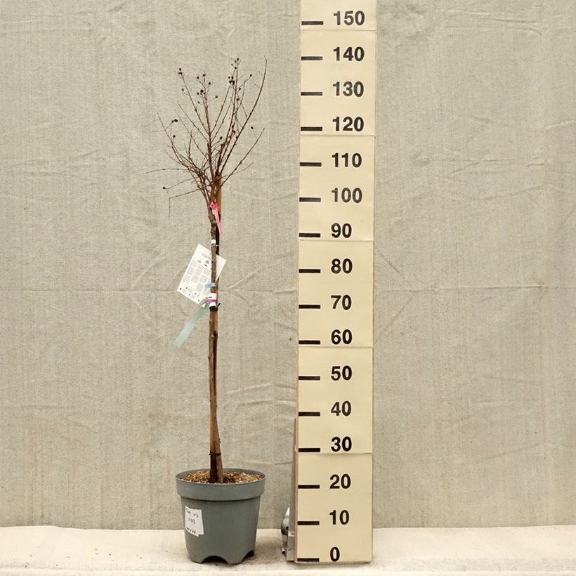 Spécimen de Lilas des Indes 'With Love Babe' Pot de 7,5L/10L, Demi-tigeHauteur livrée env. 100/125cm tel que livré au printemps