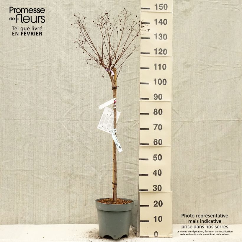 Spécimen de Lagerstroemia indica With Love Kiss Milarosso - Lilas des Indes Pot de 7,5L/10L, Tige de 60 cm tel que livré en hiver