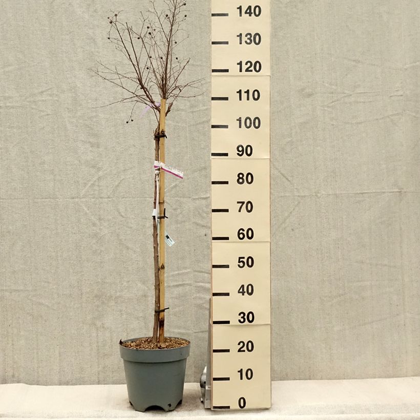 Spécimen de Lagerstroemia indica With Love Kiss Milarosso - Lilas des Indes en pot de 7,5L/10L Demi-tige tel que livré au printemps