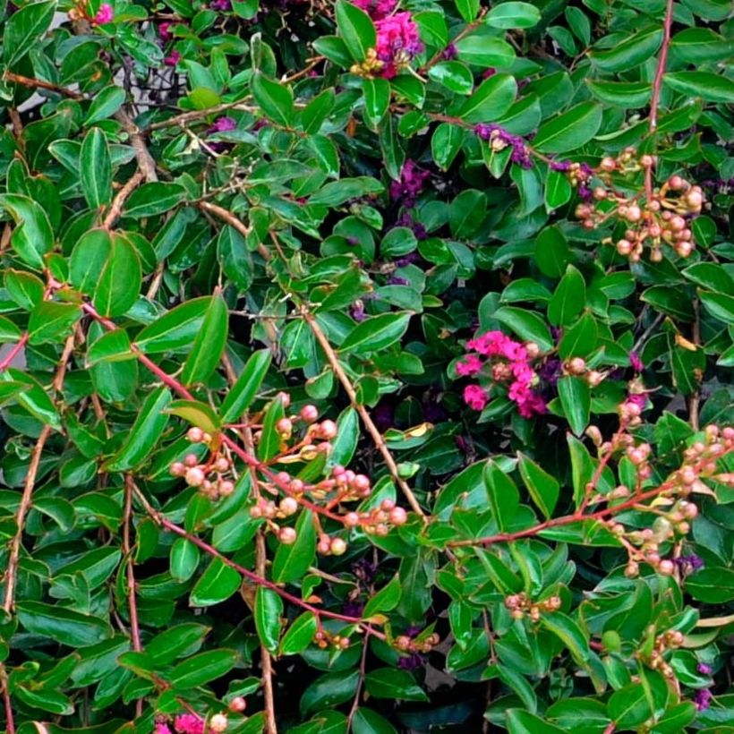 Lagerstroemia Mimie Fuchsia - Lilas de indes couvre-sol (Feuillage)