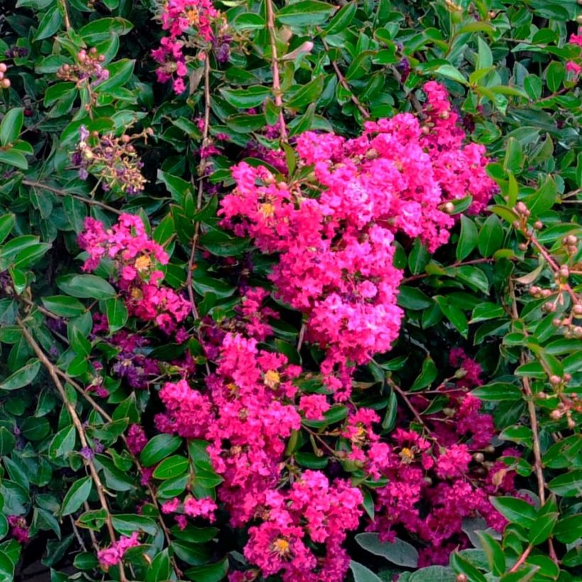 Lagerstroemia Mimie Fuchsia - Lilas de indes couvre-sol (Floraison)