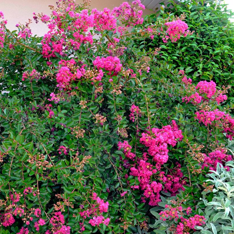 Lagerstroemia Mimie Fuchsia - Lilas de indes couvre-sol (Port)