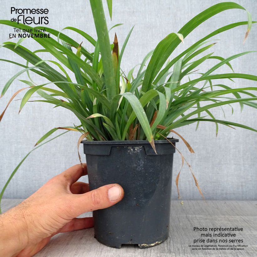 Spécimen de Laîche Bunny Blue Pot de 2L/3L tel que livré en automne