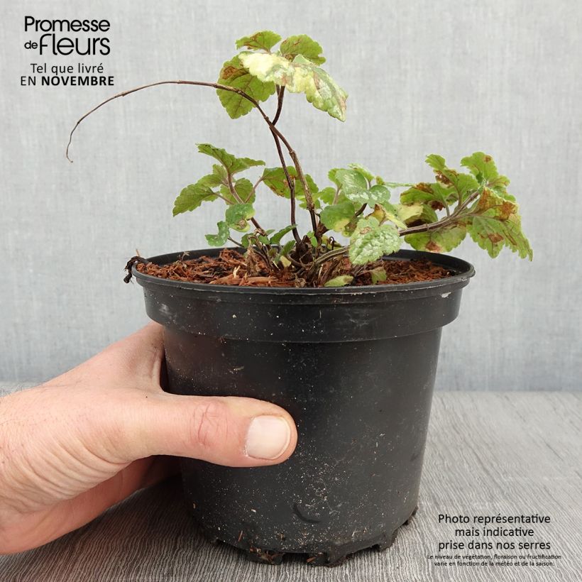 Spécimen de Lamiastrum galeobdolon Florentinum - Lamier doré Pot de 2L/3L tel que livré en automne