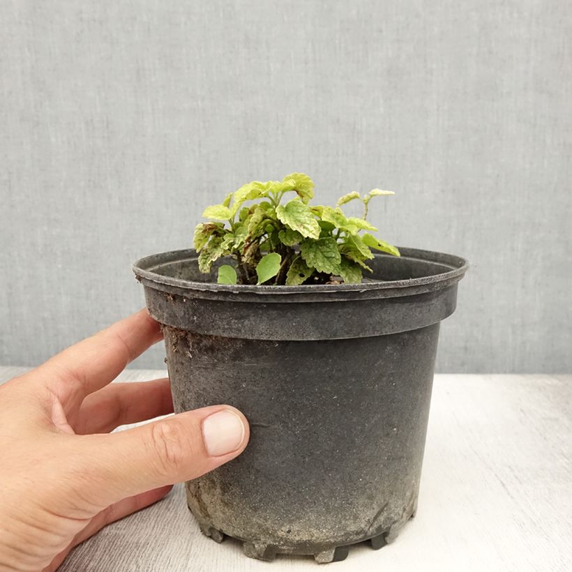 Spécimen de Lamiastrum galeobdolon Florentinum - Lamier doré Pot de 2L/3L tel que livré en été