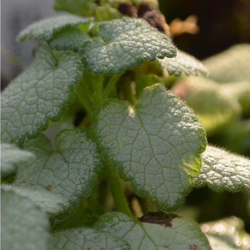 Lamium maculatum White Nancy - Lamier blanc (Feuillage)