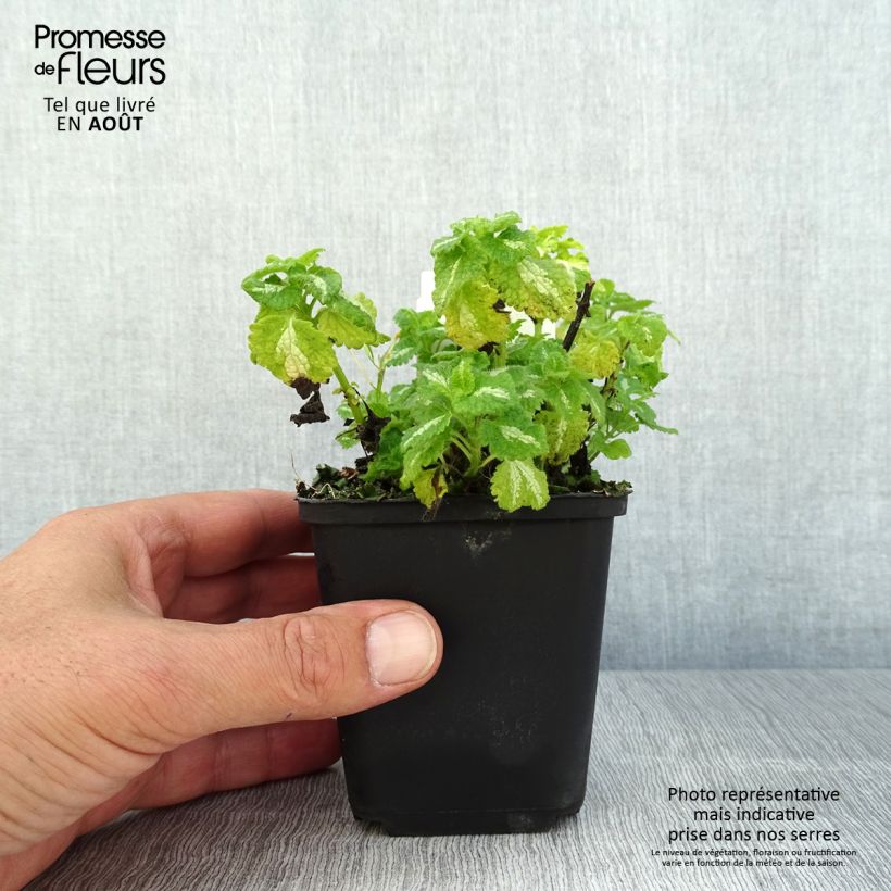 Spécimen de Lamium maculatum Album - Lamier maculé tel que livré en ete