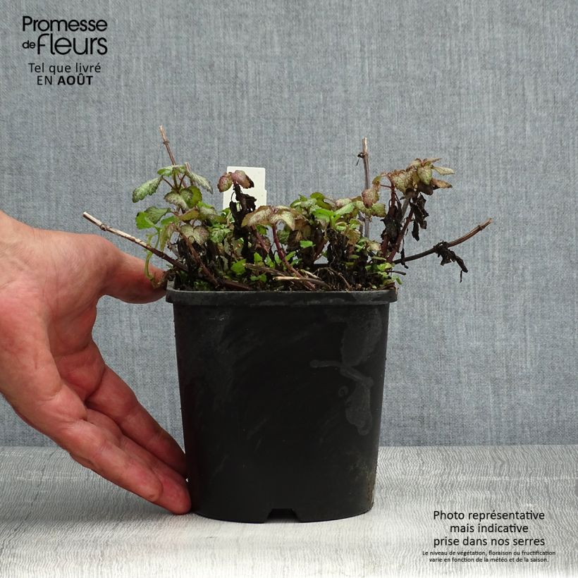 Spécimen de Lamium maculatum Purple Dragon - Lamier argenté et violet Pot de 1,5L/2L tel que livré en été