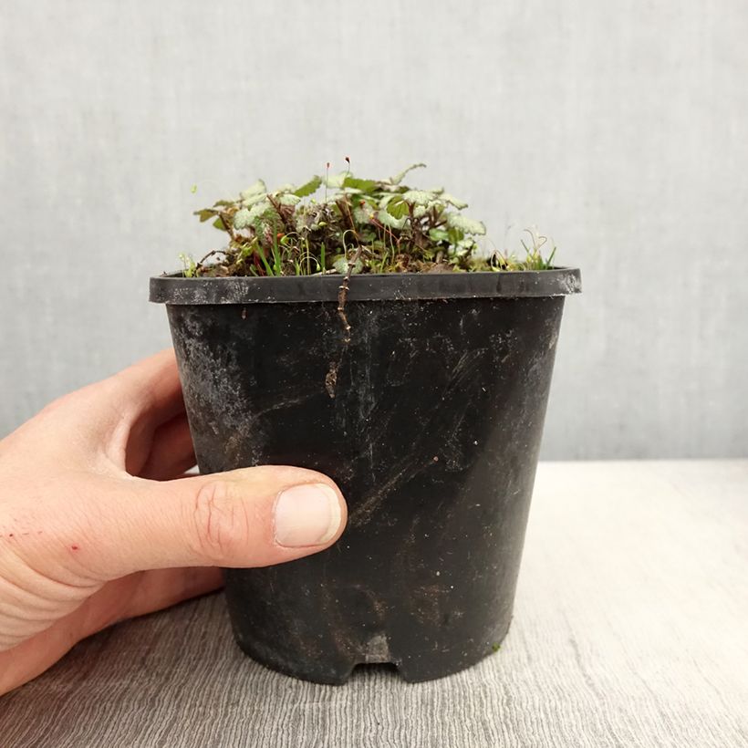 Spécimen de Lamium maculatum Purple Dragon - Lamier argenté et violet - pot de 1.5L/2L tel que livré au printemps