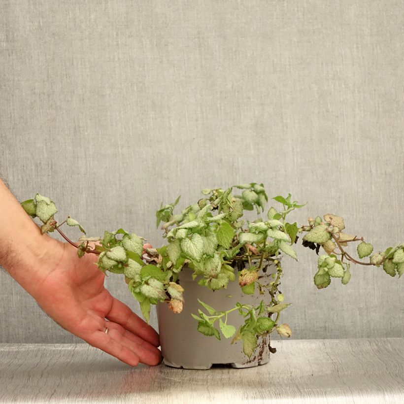 Spécimen de Lamium maculatum Red Nancy - Lamier pourpre Pot de 2L/3L tel que livré en été