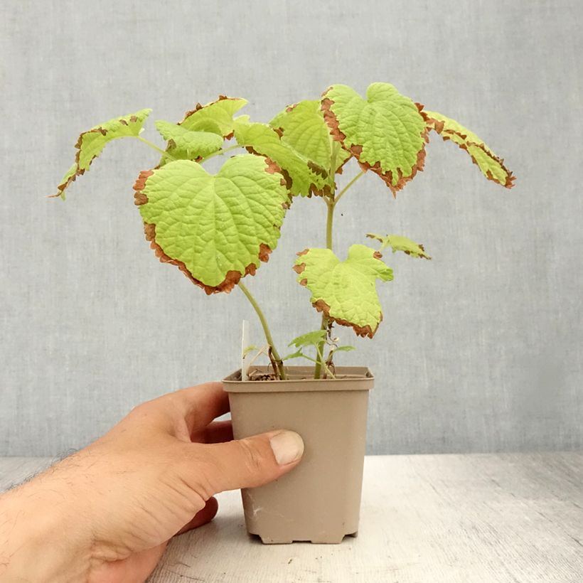 Spécimen de Lamium orvala Album - Lamier orvale Godet de 8/9 cm tel que livré en été