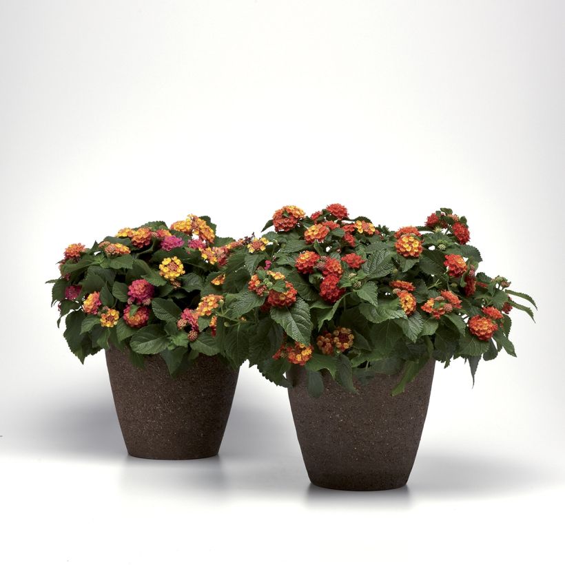 Lantana Bloomify Red (Port)