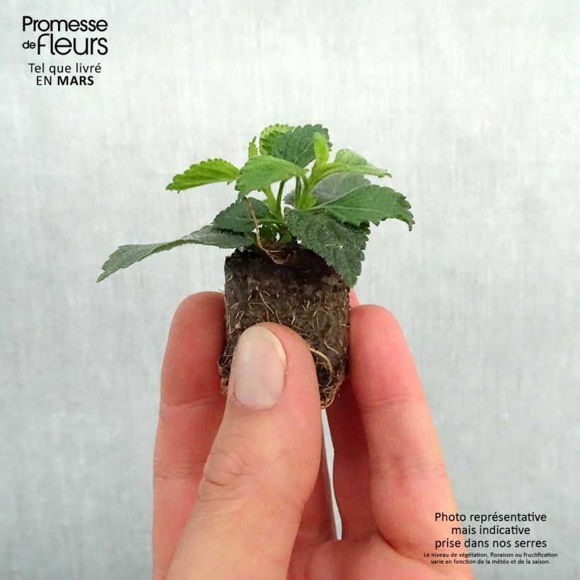 Spécimen de Lantana camara Shamrock Peach - Mini-motte Ø 3/4 cm tel que livré au printemps