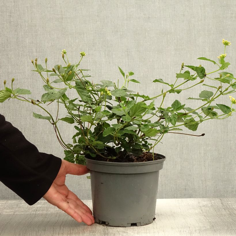 Spécimen de Lantana Sunny Side Up Pot de 2L/3L tel que livré en automne