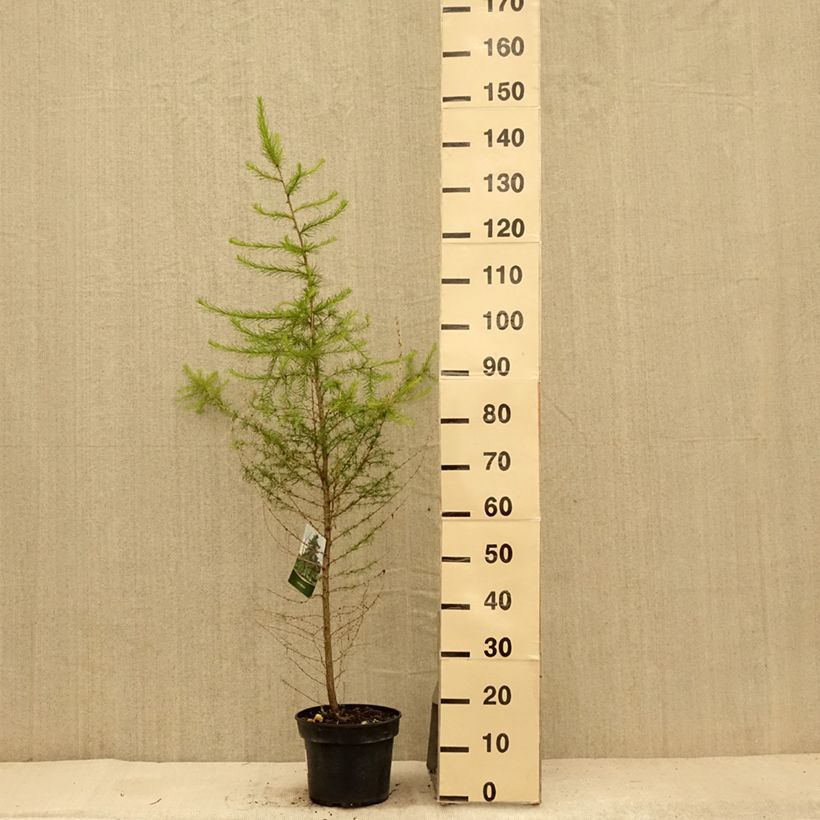 Spécimen de Larix decidua - Mélèze d'Europe Pot de 4L/5L tel que livré en été