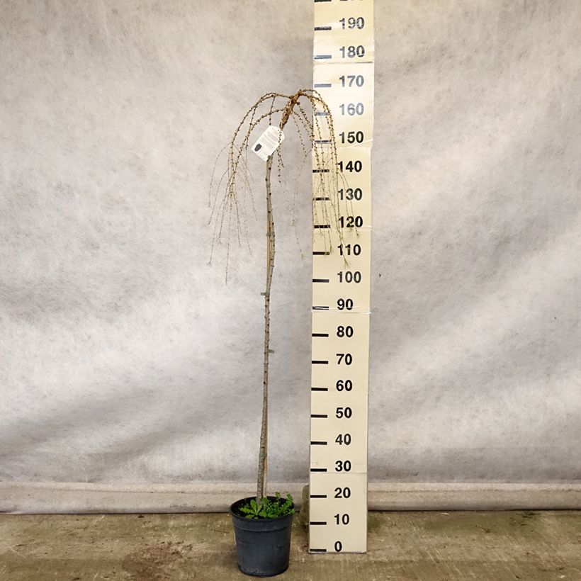 Spécimen de Larix decidua Pendula - Mélèze commun pleureur Pot de 7,5L/10L, Tige tel que livré en automne