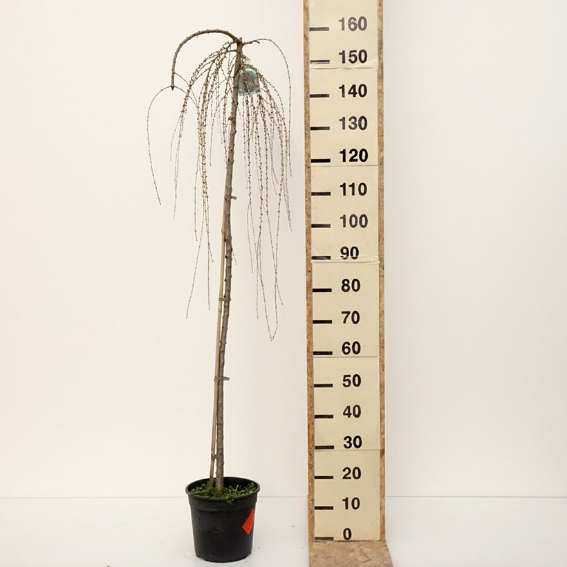 Spécimen de Larix decidua Pendula - Mélèze commun pleureur - Pot de 7,5L/10L tel que livré en hiver