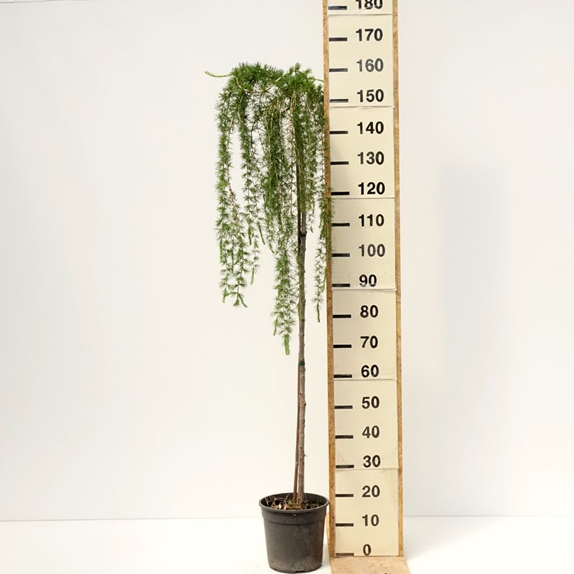 Spécimen de Larix decidua Puli - Mélèze d'Europe pleureur Pot de 4L/5L, Tige de 130 cm tel que livré au printemps