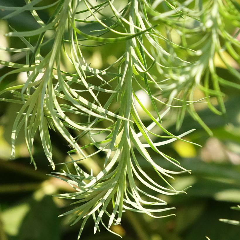 Larix kaempferi Boring Weeper - Mélèze du Japon pleureur (Feuillage)