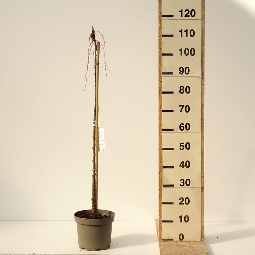 Spécimen de Larix kaempferi Boring Weeper - Mélèze du Japon pleureur  Pot de 4L/5L tel que livré en hiver